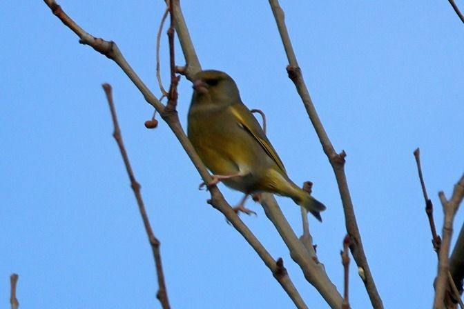 Verdone  - Giuseppe Colombo