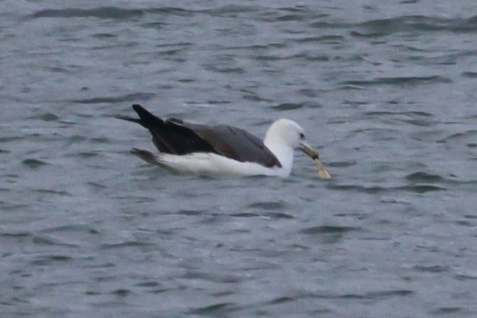 Zafferano  - Giuseppe Colombo