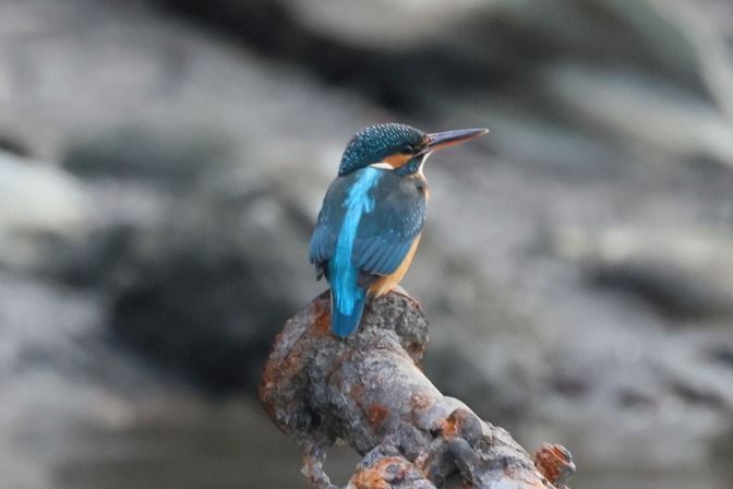 Martin pescatore  - Giuseppe Colombo