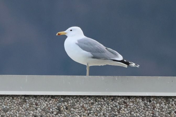 Gabbiano pontico  - Giuseppe Colombo