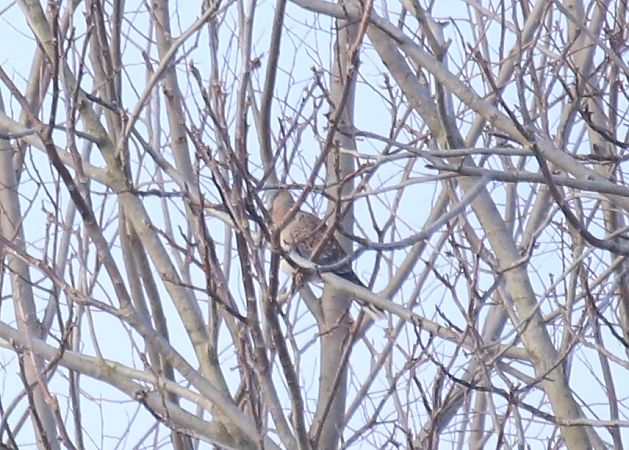 Tortora orientale  - Luca Boscain