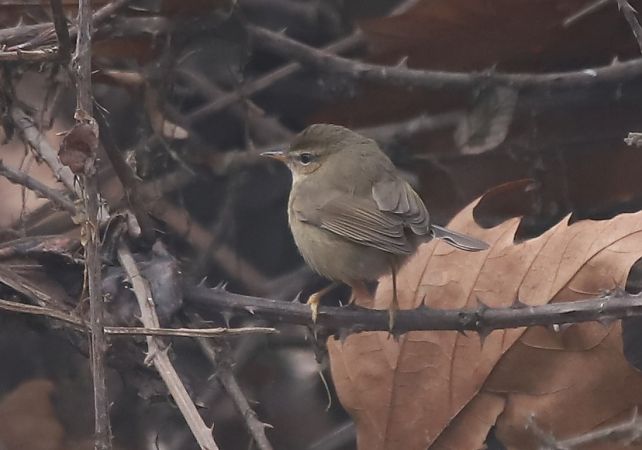 Luì scuro  - Luca Boscain