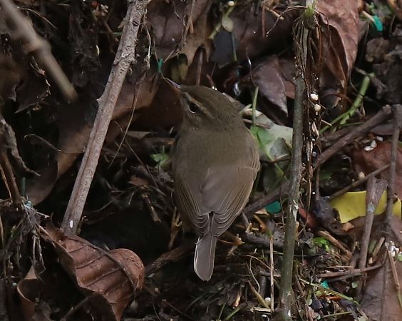 Luì scuro  - Luca Boscain