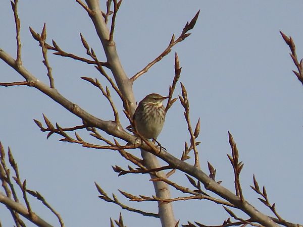 Water Pipit  - Andrea Angiari