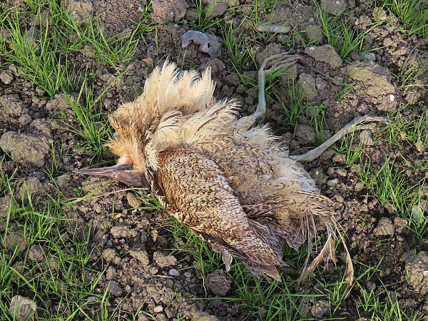 Tarabuso  - Andrea Angiari