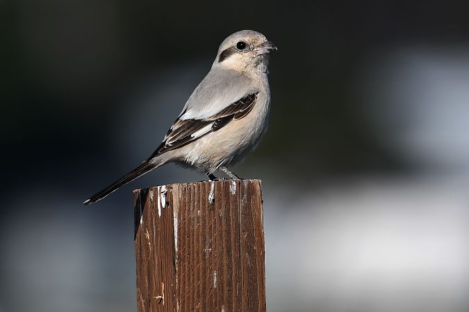 Averla maggiore beccopallido  - Alfio Sala