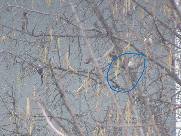 Codibugnolo testabianca  - Enrico Catalano