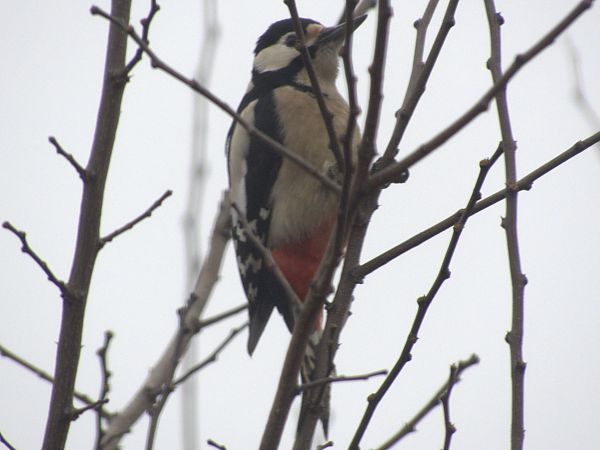 Picchio rosso maggiore  - Enrico Catalano