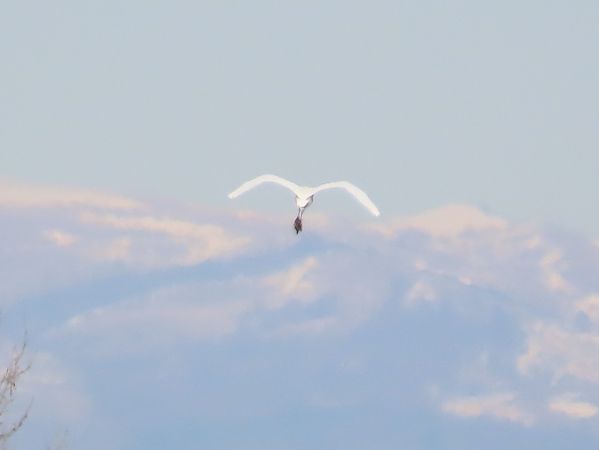 Airone bianco  - Enrico Catalano