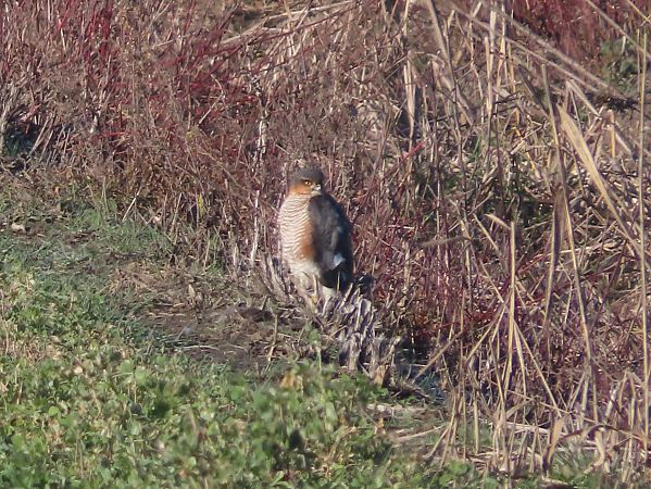 Sparviere  - Enrico Catalano