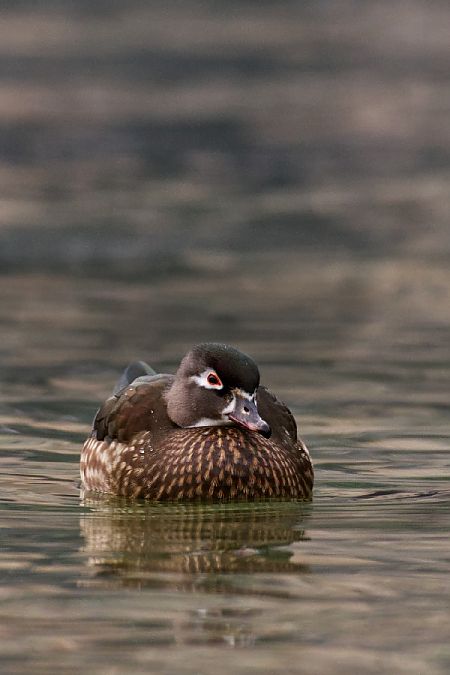 Anatra sposa  - Osvaldo Negra