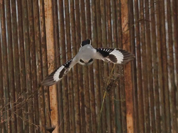 Averla maggiore algerina  - Alexander Foki