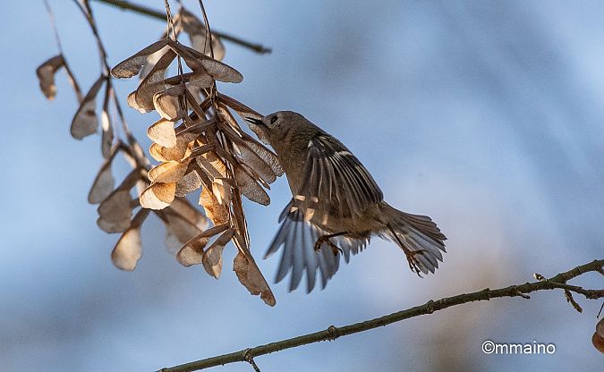 Regolo  - Mario Maino