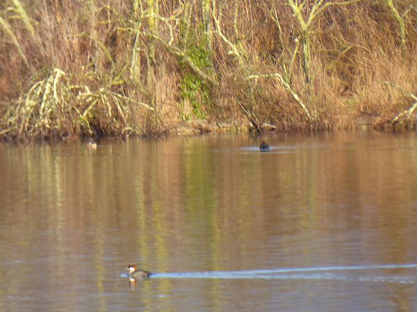 Pesciaiola  - Andrea Rocco