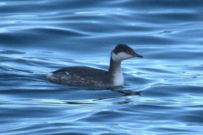 Svasso cornuto  - Giuseppe Speranza