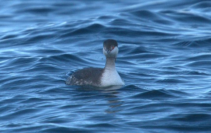 Svasso cornuto  - Giuseppe Speranza
