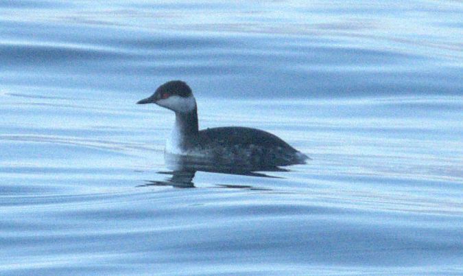 Svasso cornuto  - Giuseppe Speranza