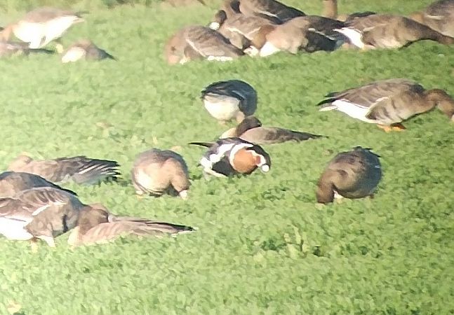 Oca collorosso  - Marco Cortemiglia