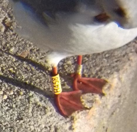 Lachmöwe  - Daniele Capello