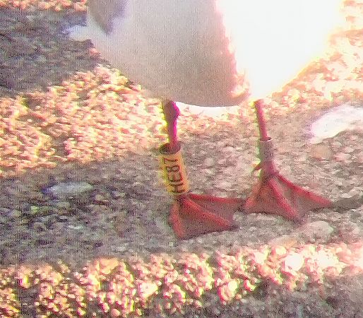 Gabbiano comune  - Daniele Capello