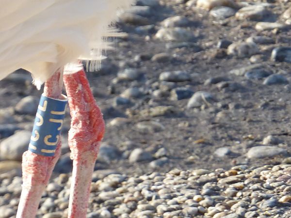 Weissstorch  - Daniele Capello