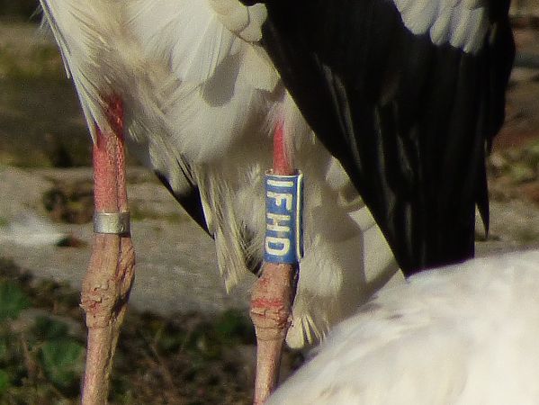 Cicogna bianca  - Daniele Capello