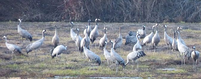 Gru  - Daniele Capello