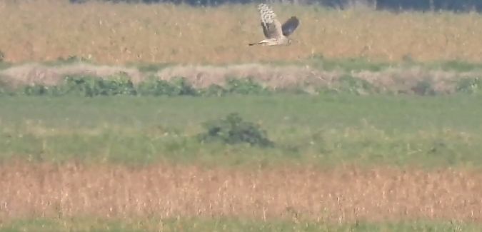 Albanella pallida  - Granai Mariacristina