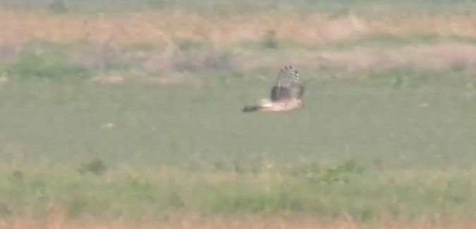 Steppenweihe  - Granai Mariacristina