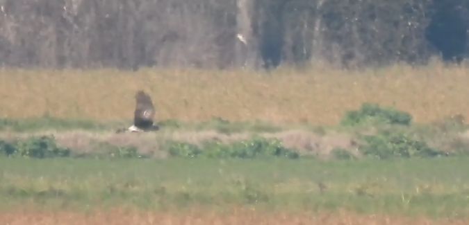 Albanella pallida  - Granai Mariacristina