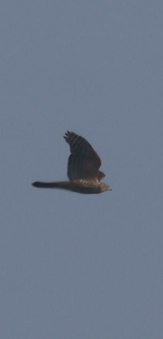 Steppenweihe  - Granai Mariacristina