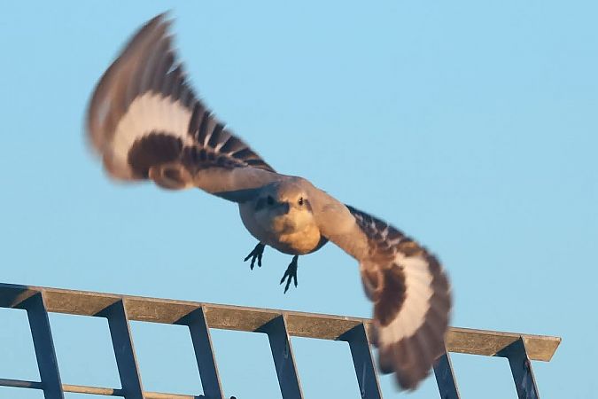 Averla maggiore beccopallido  - Granai Mariacristina