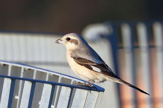 Averla maggiore beccopallido  - Granai Mariacristina