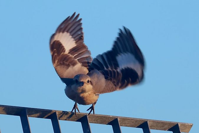 Averla maggiore beccopallido  - Granai Mariacristina