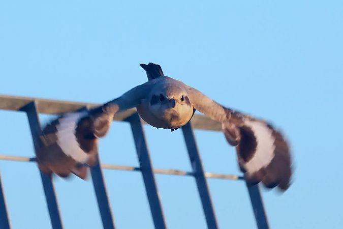 Averla maggiore beccopallido  - Granai Mariacristina