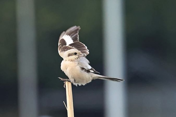 Averla maggiore beccopallido  - Granai Mariacristina