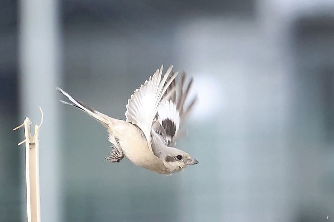Averla maggiore beccopallido  - Granai Mariacristina