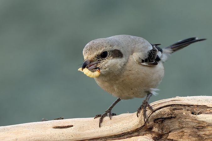 Averla maggiore beccopallido  - Granai Mariacristina