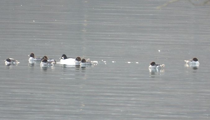 Quattrocchi  - Gloria Feltrin