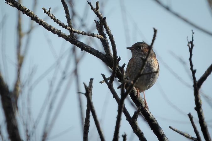 Passera scopaiola  - Barbara Balabani