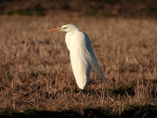 Airone bianco  - Diego Volonte'