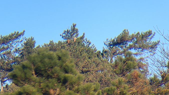 Grifone  - Pierluigi Serravalle