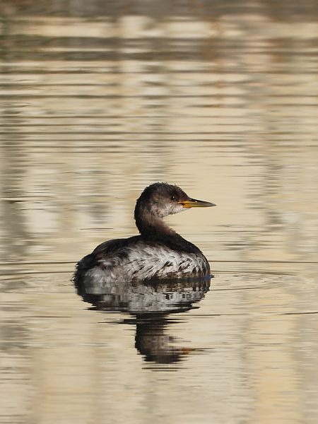 Rothalstaucher  - Cosimo Andreuccetti