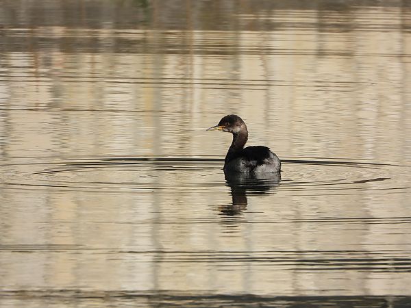Red-necked Grebe  - Cosimo Andreuccetti