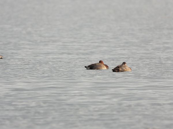 Ibrido di anatra  - Cosimo Andreuccetti