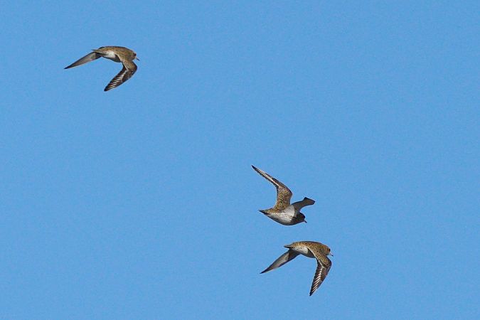 Piviere dorato  - Stefan Hannabach