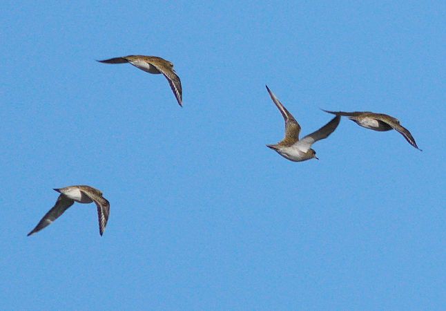 Piviere dorato  - Stefan Hannabach