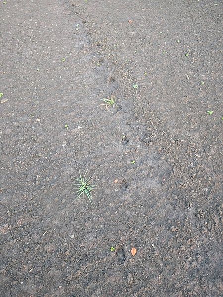 Volpe  - Sergio Mantovani