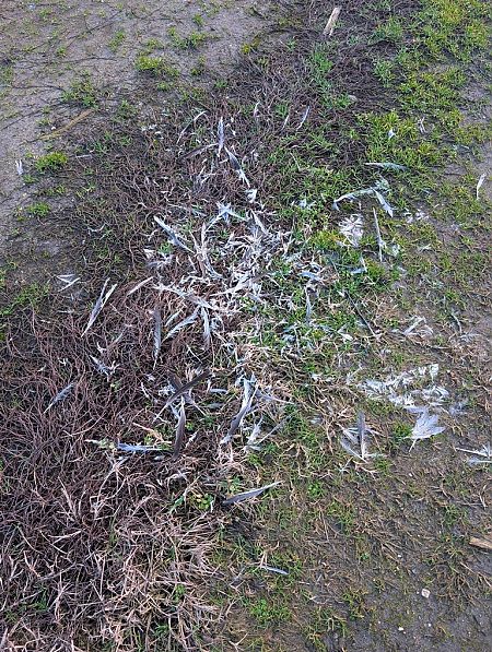 Piccione domestico  - Sergio Mantovani