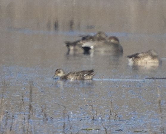 Marzaiola  - Kajetan Kravos